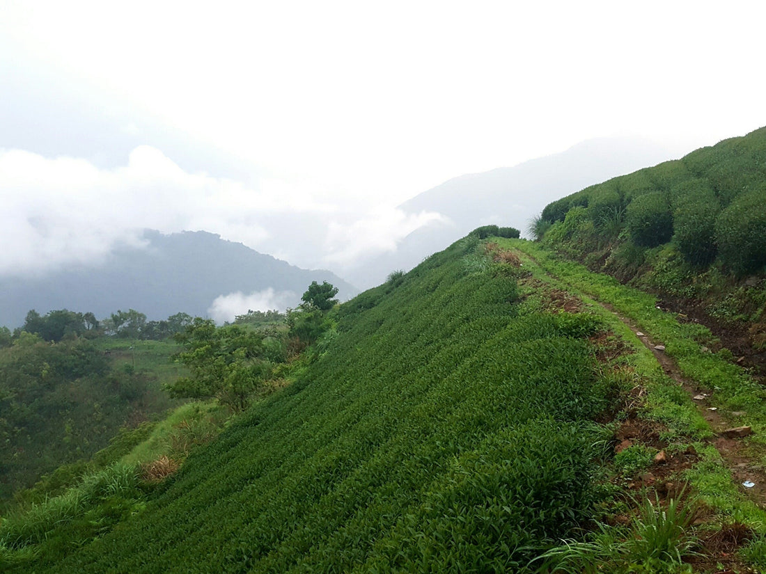 拉拉山茶區