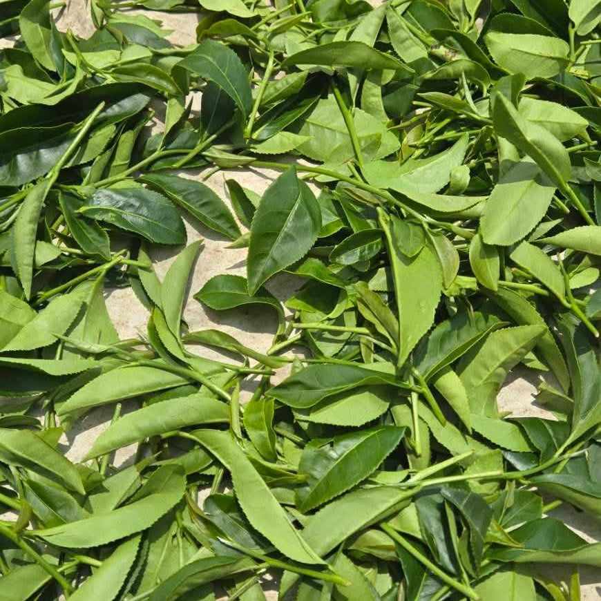 梨山春茶絲綜祸盒送禮 高山茶伴手禁 高端茶葉禮盒