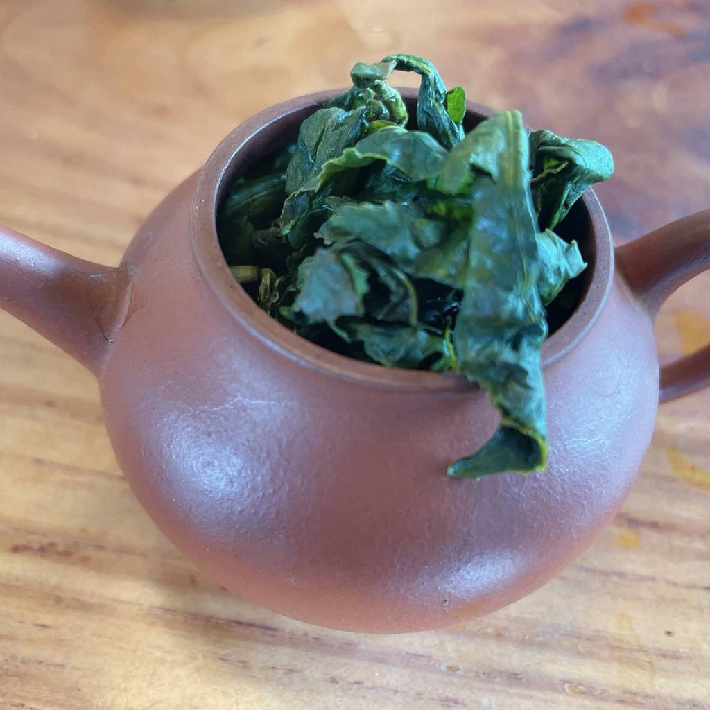 手工採摘杉林溪春茶 一心二葉嫩芽