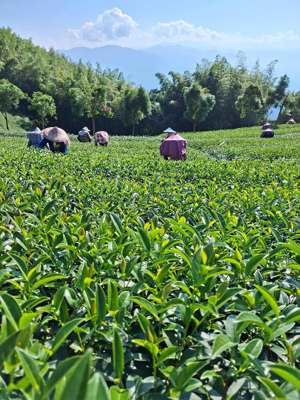 阿里山高山茶