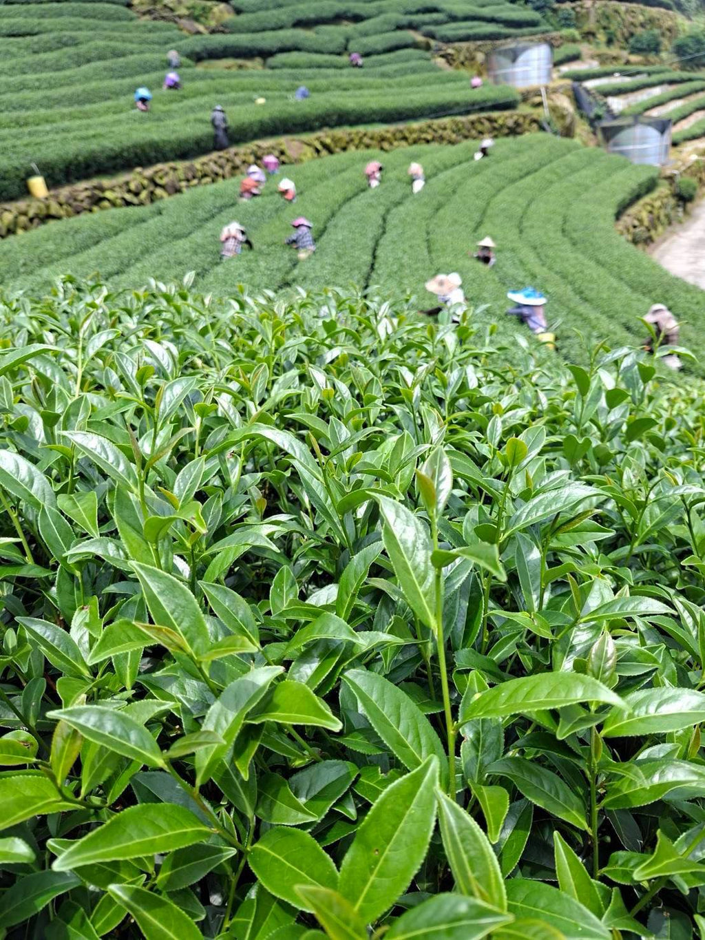 阿里山高山茶
