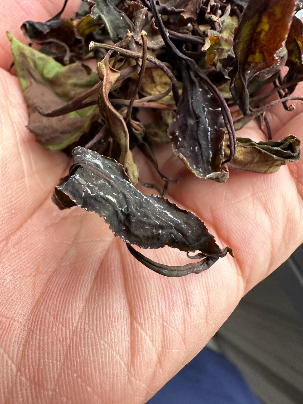 極淨野放綠茶茶湯 清澈翠綠