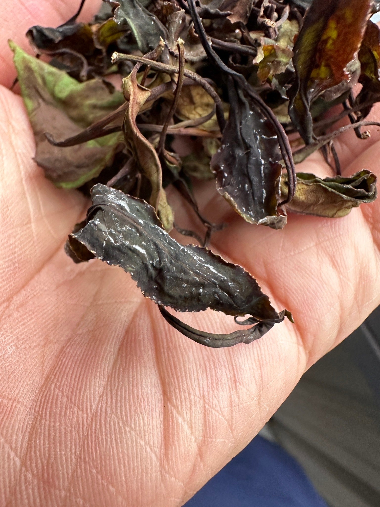 極淨野放綠茶茶湯 清澈翠綠