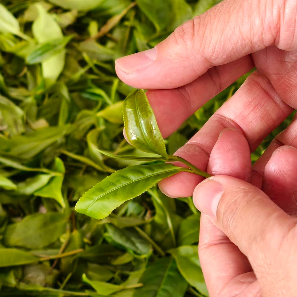 野放綠茶包裝 台灣有機綠茶