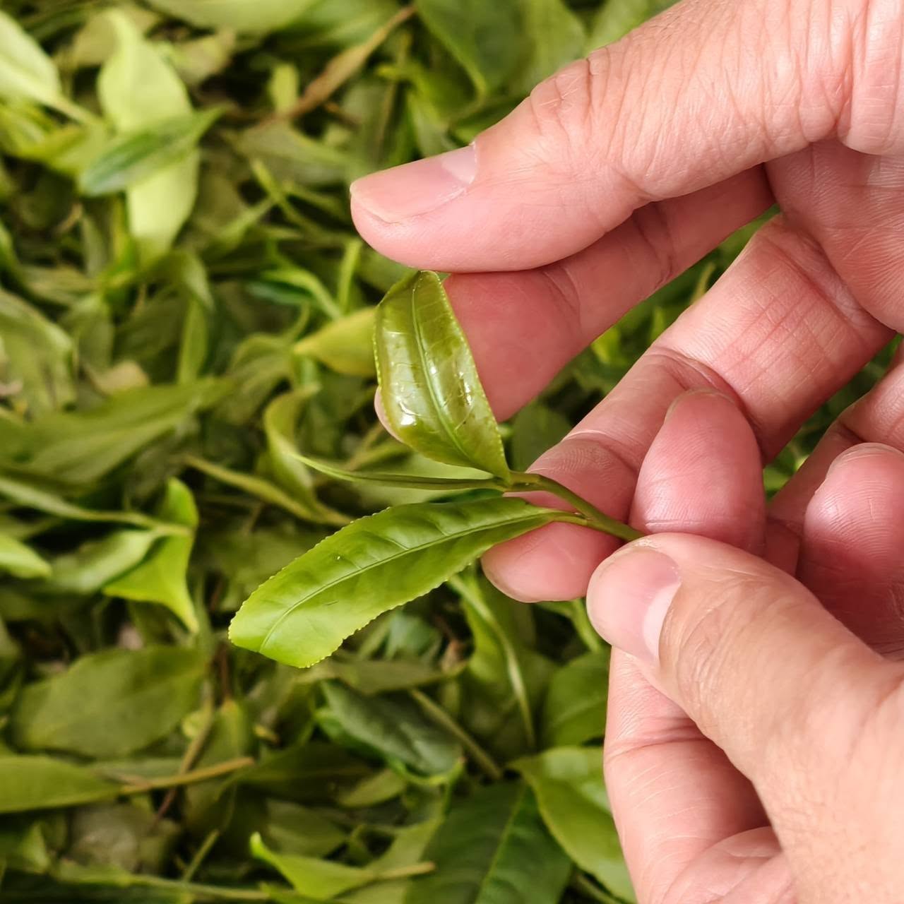 野放綠茶包裝 台灣有機綠茶