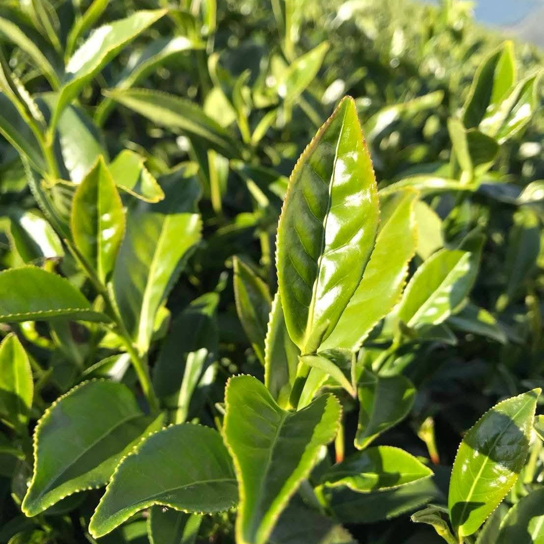 茶后鴉片茶湯 深琥珀色澤